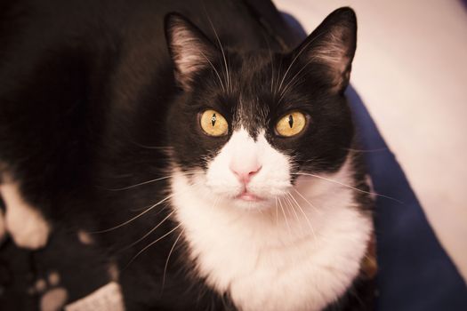 Black and white cat with alert expression. No people