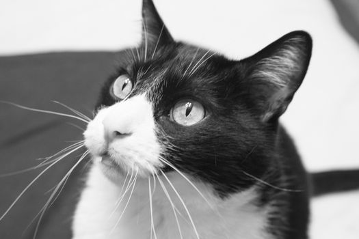 Black and white cat with alert expression. No people