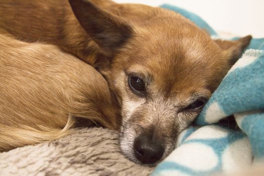 Small shorthaired dog without defined breed. No people