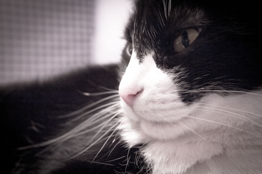 Black and white cat with alert expression. No people