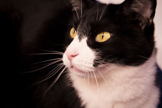 Black and white cat with alert expression. No people