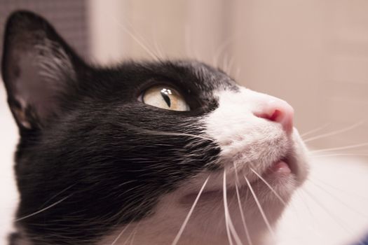 Black and white cat with alert expression. No people