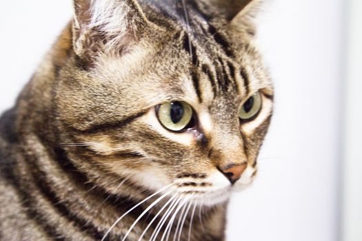 Cat looking up in brown tones. Domestic cat. No people