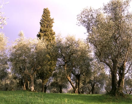 Landscape with cultivation of olive trees.