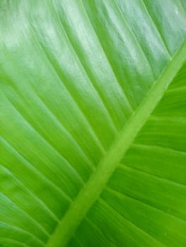 Close up of fresh green leaf for background