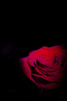 Red rose with dark backlight. No people