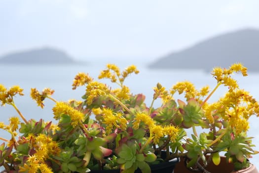 Sedum Palmeri. Succulent plant with yellow flowers. Spring flowering in a Mediterranean garden in Liguria with the background of the sea.