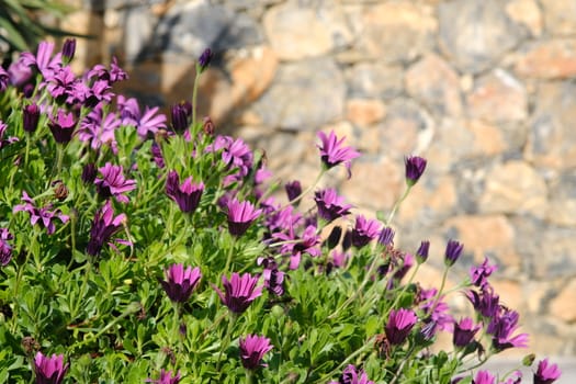 Mediterranean garden with  African daisy flowers (Dimorphotheca pluvialis). Purple flower.