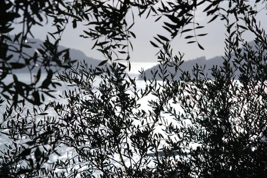 Olive leaves photographed in the Gulf of La Spezia with the background of the Isola del Tino.