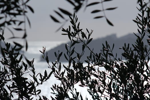 Olive leaves photographed in the Gulf of La Spezia with the background of the Isola del Tino.