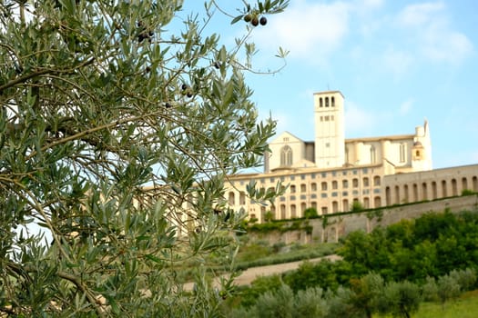 Leaves and olive branches near the church of San Francesco in Assisi. The architecture immersed in the countryside with cultivation of olive trees.