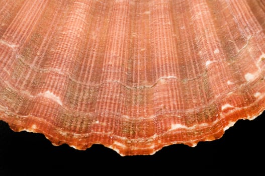 close up of a scallop shell