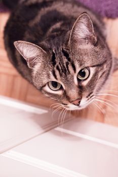 Cat looking up in brown tones. Domestic cat. No people