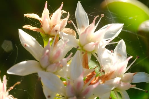 White and pink flowers of the succulent plant Crassula ovata. Fleshy green leaves with a red edge.