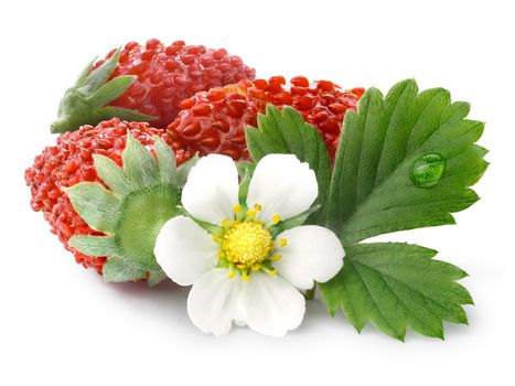 Woodland strawberry (Fragaria vesca, fraise de bois)  with flower. Clipping paths, infinite depth of field. 