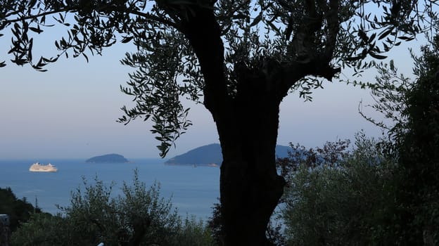 La Spezia, Liguria, Italy, about the August 2019. Seascape with olive tree and Crystal Serenity cruise ship. The Gulf in the Mediterranean Sea with Islands in the background light of dawn.