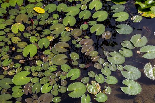 Green leaf lotus in pond for background