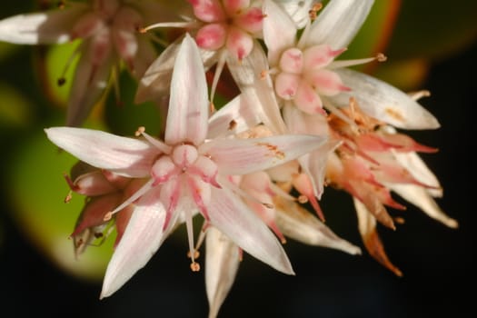 Group of small flowers of a succulent plant Crassula ovata.  Flowering with the spring sun.