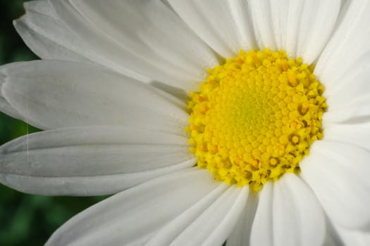 Large white and yellow daisy flower. Macro photography.