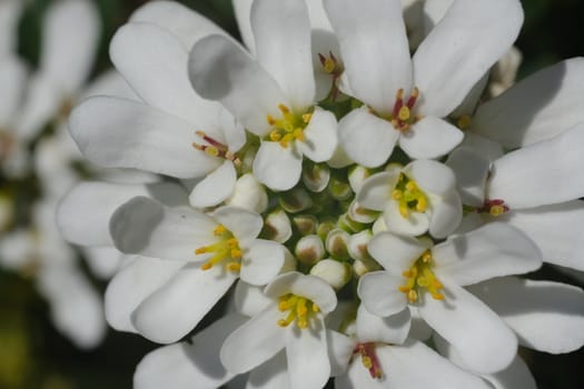 White and yellow Iberis flowers. Macro photography of a composite flower of a Mediterranean plant.