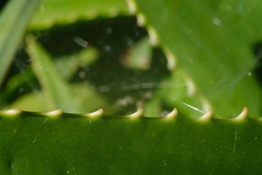 Aloe vera leaves used as natural medicines. Macro photography.