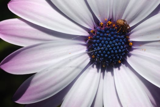 Small spider on the corolla of an African daisy. Macro photography of a flower with white petals and yellow pollen.