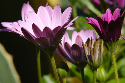 African pink daisy (Dimorphotheca pluvialis) in a Mediterranean garden. Macro photograph of a  beautiful flower with pink petals.