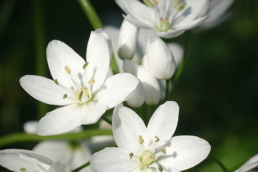 Wild garlic flower blossom, white color. Macro photography of the petals of the spring bloom. Edible plant.