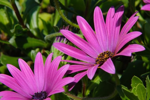 Macro photograph of a beautiful flower with purple red petals. African pink daisy (Dimorphotheca pluvialis) in a Mediterranean garden.