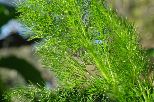 Wild fennel leaves. Edible aromatic plant with fragrant leaves.