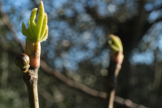 Sprouts of fig plant in spring. Small fig and tiny leaf sprouting from the branches of the plant.