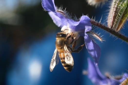 Bee sucks nectar and collects blue flower pollen. A beautiful blue mallow flower attracts bees.