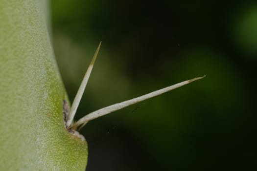 Thorns of a succulent on the spatula leaf of a prickly pear.