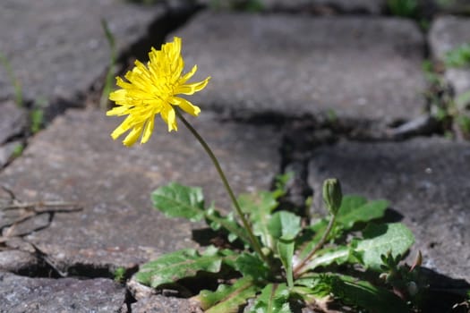 Spring flowering of dandelion. Dandelion plant with yellow flower grown a paving of cubed porphyry. Edible plant.