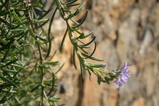 Sprig of rosemary with purple flower. Macro photography of spring flowering.