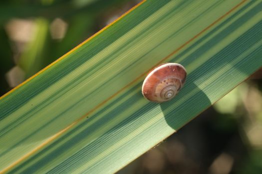 Snail on a green and yellow lanceolate leaf. Formium (Phormium) variegated. Detail macro photography.