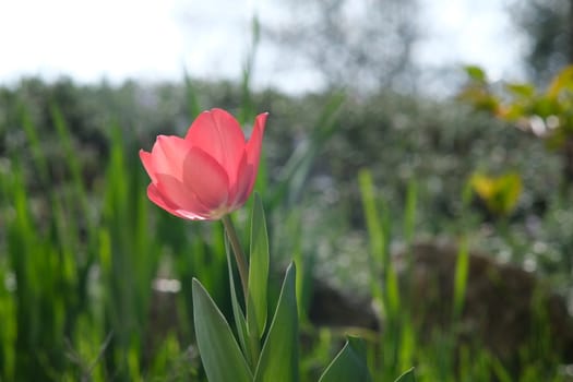 Beautiful red tulip in spring bloom. Macro of a tulip plant.