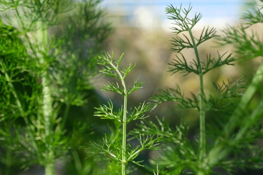 Wild fennel leaves. Edible aromatic plant with fragrant leaves.