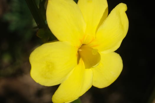 Yellow flower of winter jasmine. Macro photography of the petals of the winter flowering. Climbing plant.