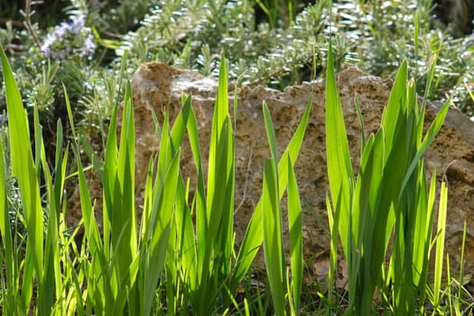 Bulb leaves in spring in a Mediterranean rock garden. In the background prostrate rosemary leaves.