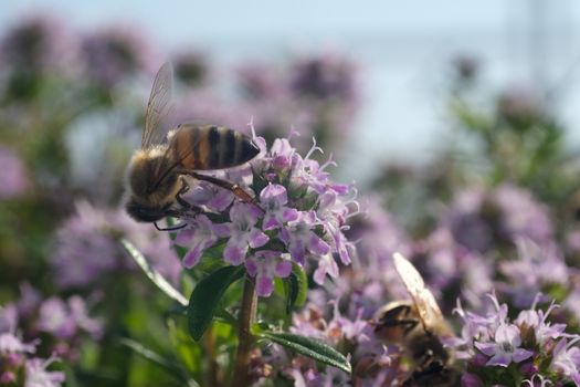 Bee sucks nectar and collects pollen from a thyme flower. Macro video of thyme flowers with a bee. Aromatic plant.
