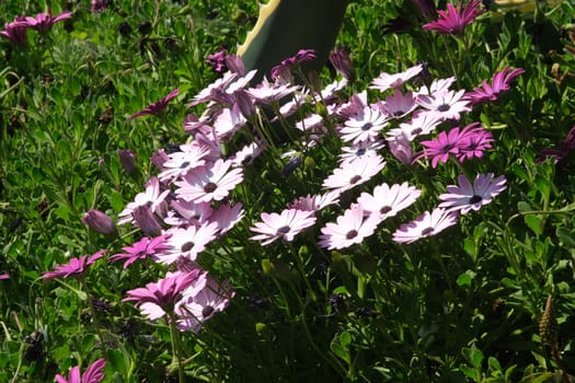 Mediterranean garden with  African daisy flowers (Dimorphotheca pluvialis). Pink and purple flower.