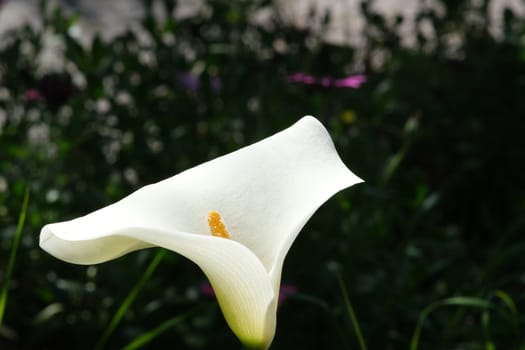 Beautiful white flower of a calla. Spring flowering in an Italian garden in Liguria.