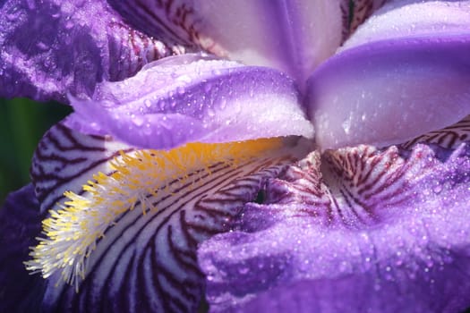 Purple Iris flower. Close Up of Gorgeous Spring Bloom. Macro photography.