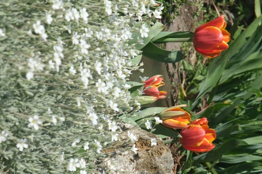 Orange tulip flowers in a rock garden. Beautiful spring bloom with cerastium and thyme.