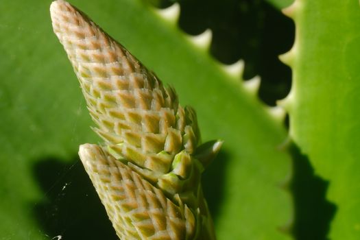 Closed flower of an Aloe Vera plant. Leaves used as natural medicines. Macro photography