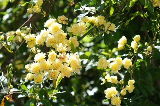 Yellow flowers of rosa banksiae move in the wind. Small beautiful pink flowers with spring bloom.