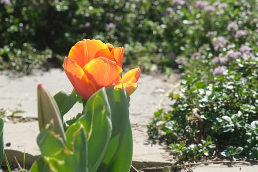 Beautiful tulip with orange flower. Spring flowering of a tulip bulb in an Italian garden in Liguria.