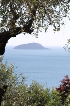 Olive grove on the Ligurian coast. In the gulf of La Spezia, near the Cinque Terre, a garden with olive trees. In the background the island of Tino.