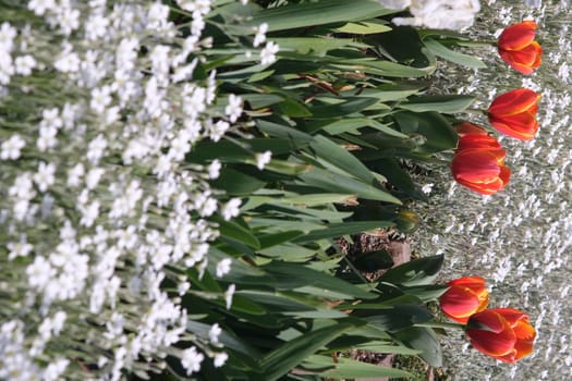 Spring flowering in the Mediterranean garden. Orange tulips and white cerastium flowers.